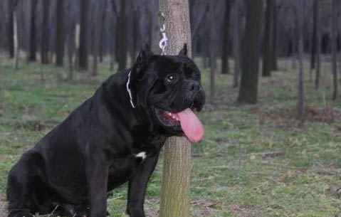 卡斯羅犬突然不愛吃東西的原因及處理方法