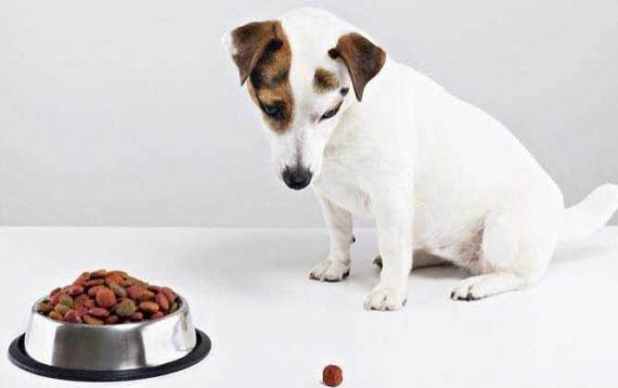 治療犬瘟熱有哪些藥物