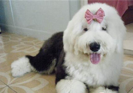 冰島牧羊犬鼻子真菌感染