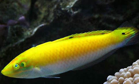 養(yǎng)斑馬魚要放水草嗎