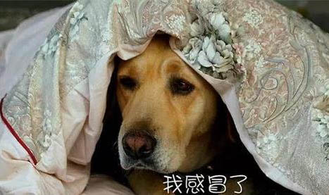狗狗眼里有白色線蟲會自愈嗎