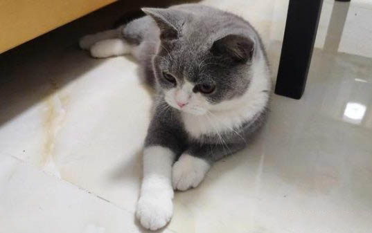 貓一歲相當于人的幾歲