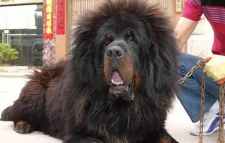純種藏獒價格多少