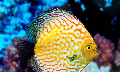 最不值錢的七彩神仙魚