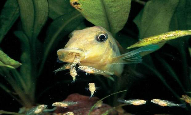 彩虹王羅漢魚好養(yǎng)嗎