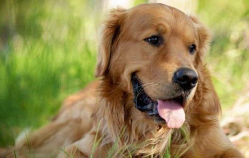 金毛犬的一般生活習(xí)性