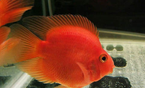 家庭觀賞魚養(yǎng)殖方法