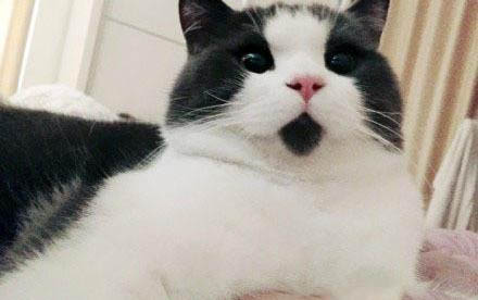 什么貓不吃魚
