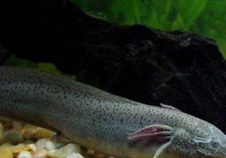 家養甲魚冬天怎么養才不會死