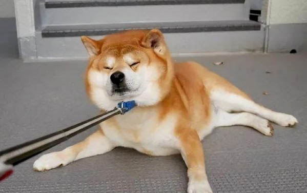 狗狗不拉屎是因為什么原因