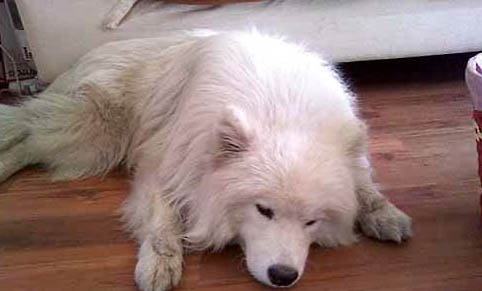 犬瘟狗狗多久會有抗體啊