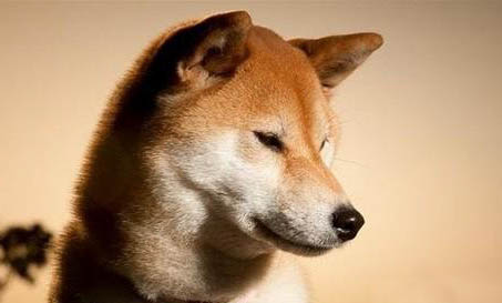 日本秋田犬怎么樣好養嗎