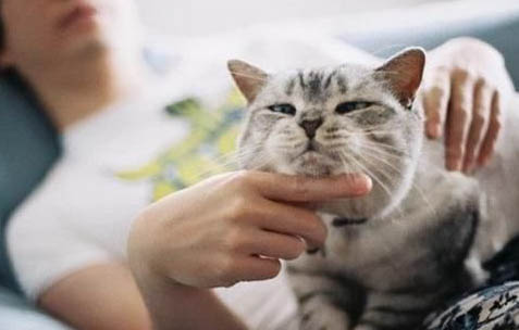 貓的飼養方法