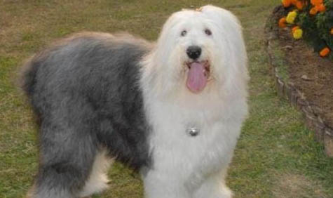 瑞士牧羊犬和德國(guó)牧羊犬哪個(gè)好