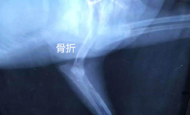 狗叫是為什么