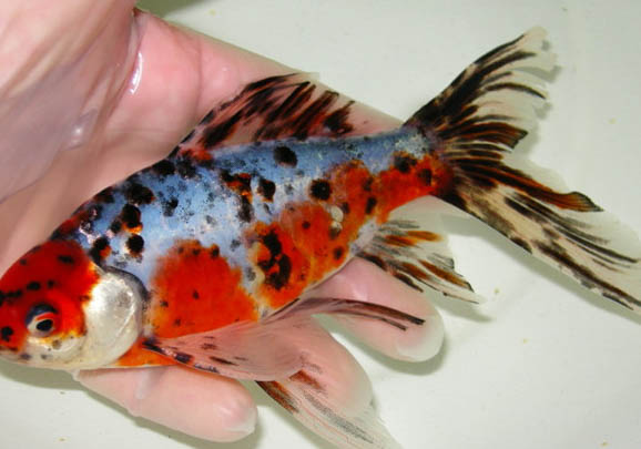 五花長尾草金魚的品種簡介