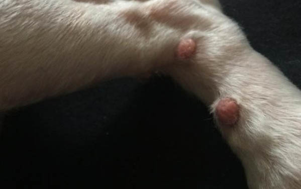 狗狗肚皮朝上睡覺性格
