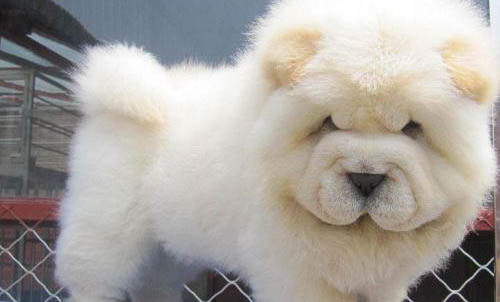 松獅犬吐清水的原因及處理方法