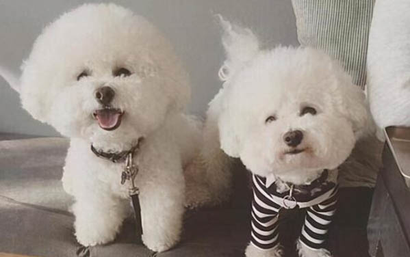 比熊犬訓練方法有哪些