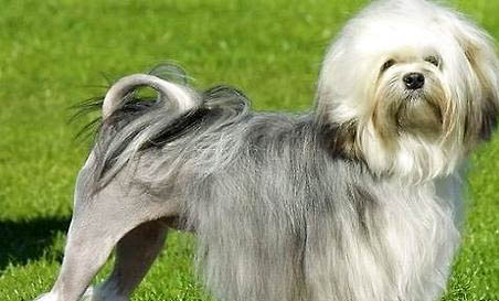 犬瘟傳染多久