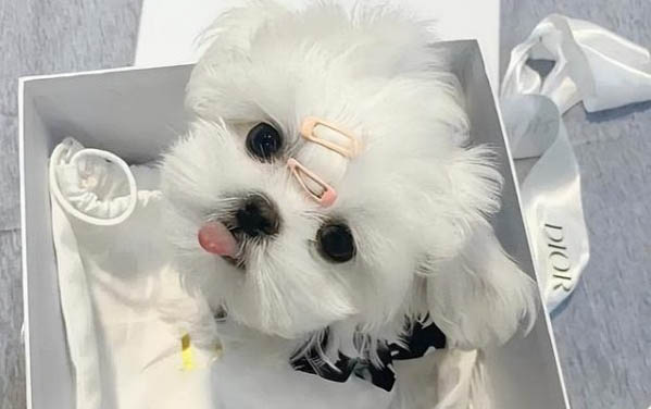 狗狗拉稀是什么原因及處理方法