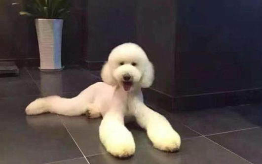 巨貴犬哪個顏色貴