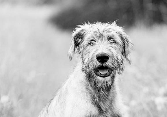 法國狼犬吐了怎么辦