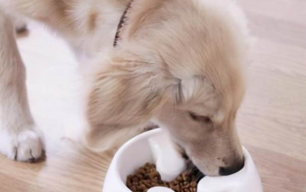 棉花面紗犬哪里有賣
