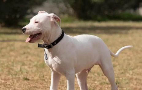 杜高犬受涼的癥狀有哪些
