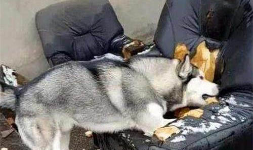 狗狗為什么會瘦了很多呢