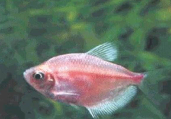 成吉思汗魚的壽命是多長