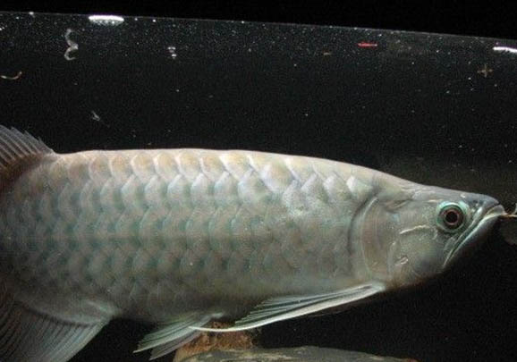 孔雀魚咬尾巴怎么回事？