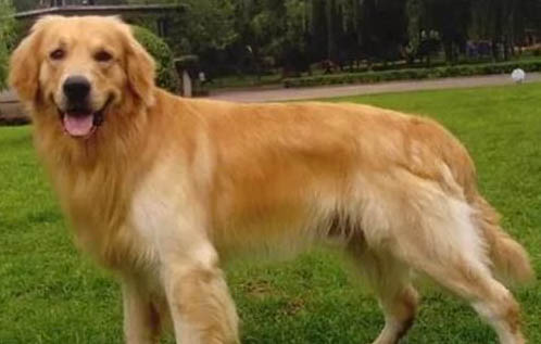 金毛尋回犬拉血便的原因及處理方法