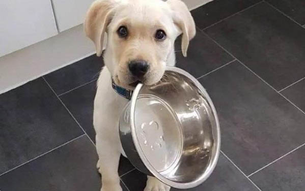 小狗得了犬瘟死了多久能再養