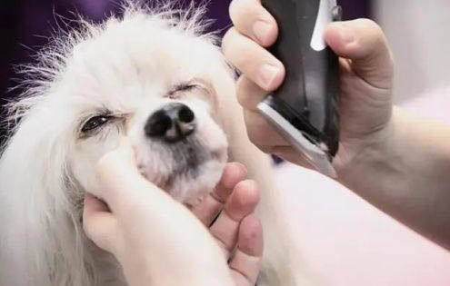 拉布拉多犬身上長疙瘩怎么回事