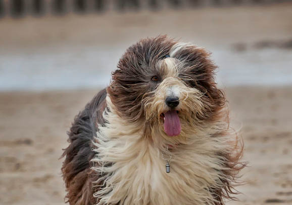 英國古代牧羊犬老掉毛是什么原因