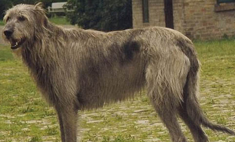 適合家養的大型犬有哪些?