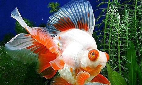 金魚(yú)的眼睛為什么會(huì)掉出來(lái)