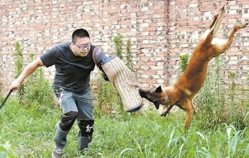 德牧一生可以認識幾個主人