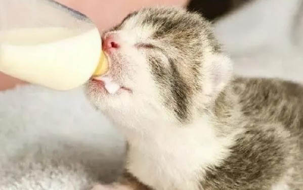 小貓有些傳腹還在拉肚子怎么辦