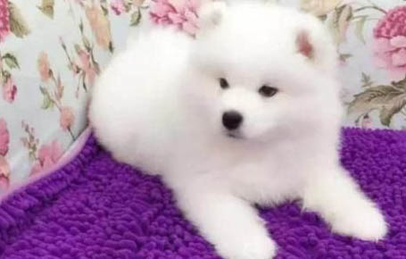 狗狗能不能吃豆腐？