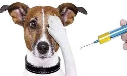貓感染狂犬病一般能活多久