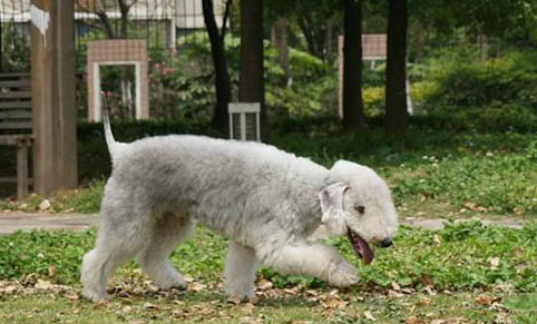 寵物狗多久打一次狂犬疫苗