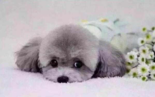 怎樣判斷貴賓犬腿是否斷了