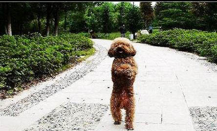 貴賓犬可以長多大