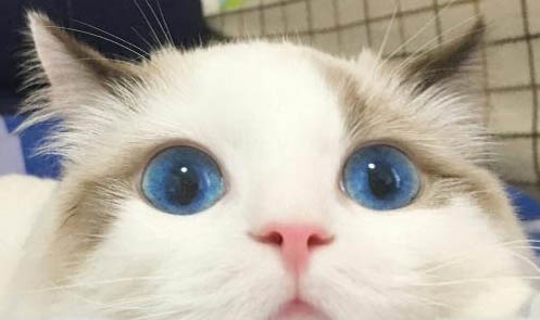 如何確定貓咪是否便秘？