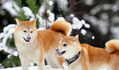 日本秋田犬眼睛有眼屎是什么原因引起的
