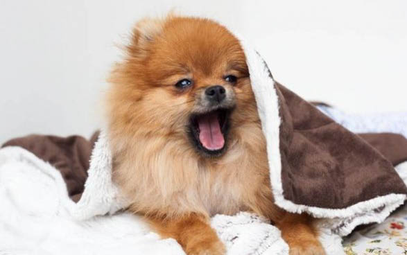 6斤博美犬一天吃多少克狗糧
