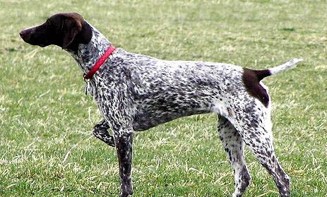 圍繞波音達獵犬嘔吐不吃東西的原因及處理方法