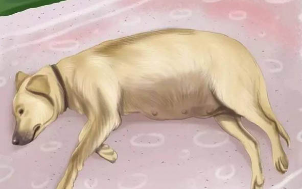 世界三大傻狗分別是什么